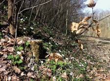 Supposed excavation site at the railway line, photo: Jacob David Pampuch, in 2011.